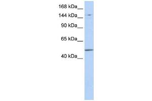 Western Blotting (WB) image for anti-PR Domain Containing 15 (PRDM15) antibody (ABIN2458960) (PRDM15 Antikörper)