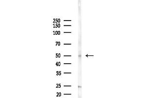 Western blot analysis of lysates from Mouse liver, using RC Antibody at 1/1000 dilution.