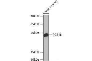 Western blot analysis of extracts of Mouse lung using RGS16 Polyclonal Antibody at dilution of 1:1000. (RGS16 Antikörper)