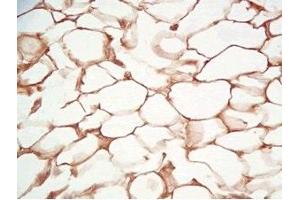 Rat visceral fat tissue was stained by Rabbit Anti-Adiponutrin (436-481) (Human) Serum (PNPLA3 Antikörper  (AA 436-481))