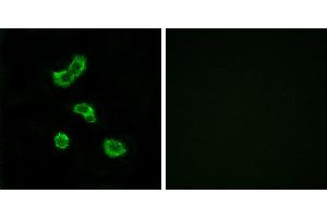 Peptide - +Western blot analysis of extracts from NIH/3T3 cells, using CA5B antibody. (CA5B Antikörper)