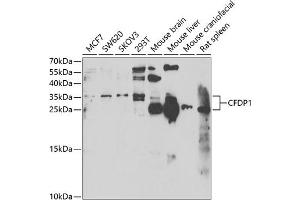 Western blot analysis of extracts of various cell lines, using CFDP1 antibody  at 1:1000 dilution.