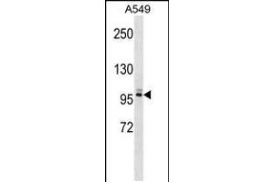 Western blot analysis in A549 cell line lysates (35ug/lane). (PLEKHG5 Antikörper  (N-Term))