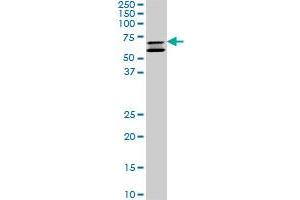 Western Blotting (WB) image for anti-SHC (Src Homology 2 Domain Containing) Transforming Protein 2 (SHC2) (AA 718-829) antibody (ABIN565160)