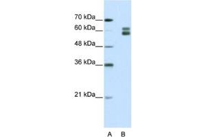 Western Blotting (WB) image for anti-Mismatch Repair Protein 2 (MSH2) antibody (ABIN2462390) (MSH2 Antikörper)
