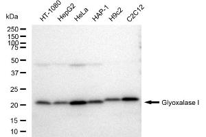 Western blotting analysis using Glyoxalase I antibody (ABIN7798785). (Rekombinanter GLO1 Antikörper)