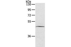 Western Blot analysis of TM4 cell using CERS3 Polyclonal Antibody at dilution of 1:200 (LASS3 Antikörper)