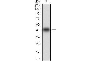 Western blot analysis using MMEL1 mAb against human MMEL1 (AA: 1-107) recombinant protein. (MMEL1 Antikörper  (AA 1-107))