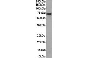 Western Blot using anti-CD266 antibody 10E5.