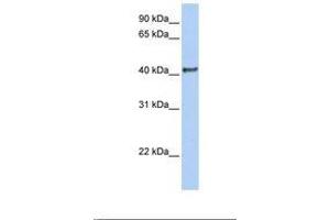 Image no. 1 for anti-Doublesex and Mab-3 Related Transcription Factor 1 (DMRT1) (N-Term) antibody (ABIN6739092)