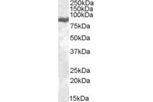Western Blotting (WB) image for anti-Lactotransferrin (LTF) (Internal Region) antibody (ABIN2466594) (Lactoferrin Antikörper  (Internal Region))