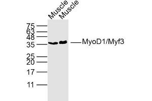 Lane 1: Rat muscle lysates Lane 2: Mouse muscle lysates Lane probed with MyoD1 Polyclonal Antibody, unconjugated  at 1:300 overnight at 4°C followed by a conjugated secondary antibody for 60 minutes at 37°C. (MYOD1 Antikörper  (AA 51-150))