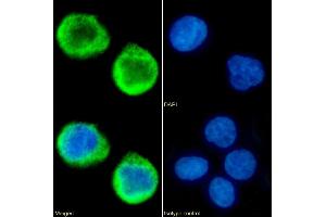 Immunofluorescence staining of fixed K562 cells with anti-MS4A4A antibody 5C12.