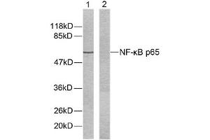 Western blot analysis of extracts from HeLa cells using NF-κB p65 (Ab-536) antibody (E021014). (NF-kB p65 Antikörper)