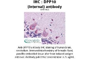 Image no. 1 for anti-Dipeptidylpeptidase 10 (DPP10) (Internal Region) antibody (ABIN1733745) (DPP10 Antikörper  (Internal Region))