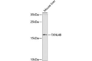 Western blot analysis of extracts of mouse liver, using TXNL4B Antibody (ABIN6133086, ABIN6149739, ABIN6149740 and ABIN6222926) at 1:1000 dilution. (TXNL4B Antikörper  (AA 1-149))