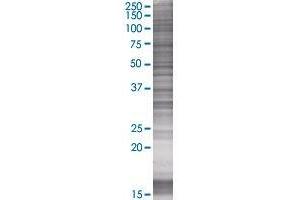 MFNG transfected lysate. (MFNG 293T Cell Transient Overexpression Lysate(Denatured))