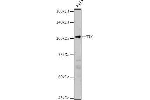 Western blot analysis of extracts of HeLa cells, using TTK antibody (ABIN3016143, ABIN3016144, ABIN3016145 and ABIN6219576) at 1:2000 dilution. (Mps1 Antikörper  (AA 517-856))