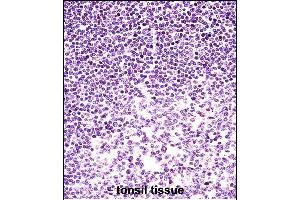 H2AFX Antibody (C-term) (ABIN657639 and ABIN2846635) immunohistochemistry analysis in formalin fixed and paraffin embedded human tonsil tissue followed by peroxidase conjugation of the secondary antibody and DAB staining. (H2AFX Antikörper  (C-Term))