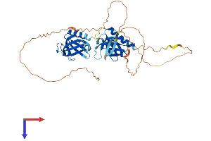 PLEKHA1 Protein (AA 1-404) (His tag)