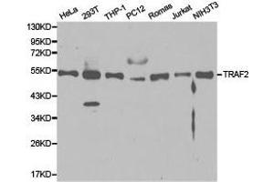 Western Blotting (WB) image for anti-TNF Receptor-Associated Factor 2 (TRAF2) antibody (ABIN1875191) (TRAF2 Antikörper)