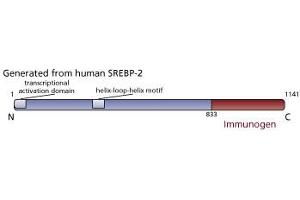 Image no. 2 for anti-Sterol Regulatory Element Binding Transcription Factor 2 (SREBF2) (AA 833-1141) antibody (ABIN967564) (SREBF2 Antikörper  (AA 833-1141))