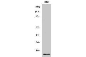 Western Blotting (WB) image for anti-Cellular Retinoic Acid Binding Protein 2 (CRABP2) (Internal Region) antibody (ABIN3184072)