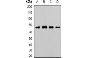 Western blot analysis of WDR48 expression in A431 (A), A549 (B), mouse brain (C), rat testis (D) whole cell lysates. (WDR48 Antikörper)