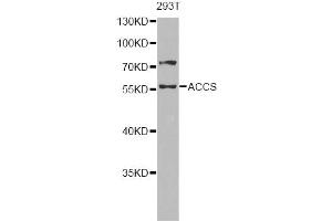 Western blot analysis of extracts of 293T cells, using ACCS antibody (ABIN6293455) at 1:1000 dilution. (PHACS Antikörper)