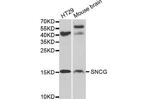 Western blot analysis of extracts of various cell lines, using SNCG antibody (ABIN5971355) at 1/1000 dilution. (SNCG Antikörper)