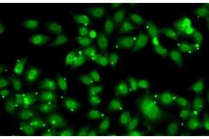 Immunofluorescence (IF) image for anti-Nuclear Receptor Subfamily 2, Group C, Member 1 (NR2C1) antibody (ABIN7262563)