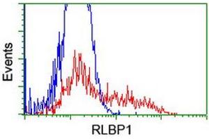 HEK293T cells transfected with either RC201136 overexpress plasmid (Red) or empty vector control plasmid (Blue) were immunostained by anti-RLBP1 antibody (ABIN2454788), and then analyzed by flow cytometry. (RLBP1 Antikörper)