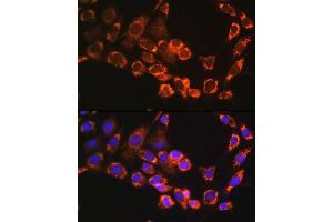 Immunofluorescence analysis of NIH/3T3 cells using TRIM23 Rabbit pAb (ABIN6131175, ABIN6149508, ABIN6149509 and ABIN6224352) at dilution of 1:100. (TRIM23 Antikörper  (AA 1-280))