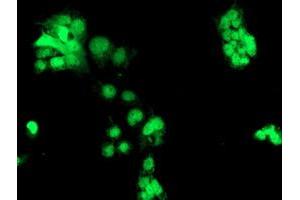 Anti-CHN1 mouse monoclonal antibody (ABIN2455946) immunofluorescent staining of COS7 cells transiently transfected by pCMV6-ENTRY CHN1 (RC222163). (CHN1 Antikörper)