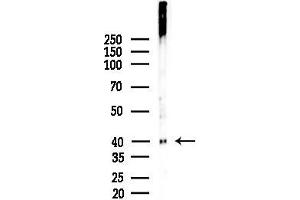 Western blot analysis of lysates from Rat testis, using Phospho-HDAC8 (Ser39) Antibody at 1/1000 dilution.
