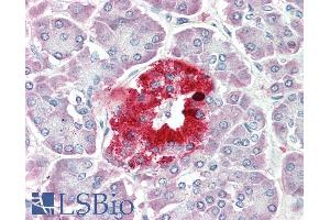 ABIN1781856 (5µg/ml) staining of paraffin embedded Human Pancreas. (PCSK1N Antikörper  (Internal Region))
