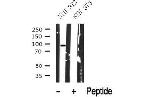 Western blot analysis of MLK3 in lysates of NIH 3T3, using MLK3 Antibody(ABIN6272830). (MAP3K11 Antikörper  (Internal Region))