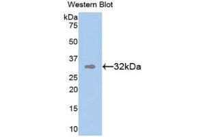 Western Blotting (WB) image for anti-Transmembrane Protein with EGF-Like and Two Follistatin-Like Domains 1 (TMEFF1) (AA 79-333) antibody (ABIN1860853) (TMEFF1 Antikörper  (AA 79-333))