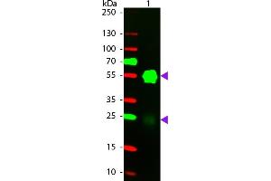 WB - Rabbit IgG (H&L) Antibody 549 Conjugated Pre-Adsorbed Western blot of 549 conjugated Goat Anti-Rabbit IgG Pre-Adsorbed secondary antibody. (Ziege anti-Kaninchen IgG (Heavy & Light Chain) Antikörper (DyLight 549) - Preadsorbed)