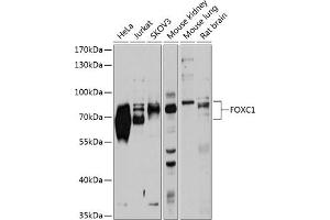 Western blot analysis of extracts of various cell lines, using FOXC1 antibody (ABIN1679875, ABIN1679876, ABIN5664185 and ABIN6219917) at 1:1000 dilution. (FOXC1 Antikörper  (AA 404-553))
