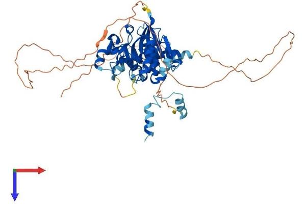 Glycogenin 2 Protein (GYG2) (AA 1-501) (His tag)