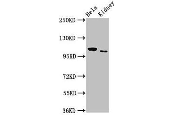 NEK9 Antikörper  (AA 821-979)