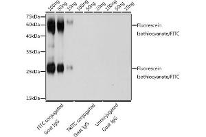 The FITC rabbit polyclonal antibody (ABIN7267218) are tested in Western blot against FITC conjugated Goat IgG,TRITC conjugated Goat IgG and unconjugated Goat IgGSecondary antibody: HRP Goat Anti-Rabbit IgG (H+L) (ABIN1684268 and ABIN3020597) at 1:10000 dilution. (FITC Antikörper)