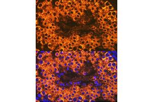 Immunofluorescence analysis of mouse testis cells using Calmegin Rabbit mAb (ABIN7266026) at dilution of 1:100 (40x lens). (Calmegin Antikörper)