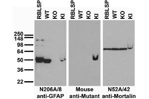 Immunoblot versus low speed pellet samples from rat brain (RBLSP) and wild-type (WT), GFAP knockout (KO) and GFAP-R416W mutant knockin (KI) mice and probed with N206A/8 (left), mutant control(middle) and N52A/42 (right).