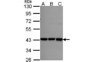 WB Image Sample (30 ug of whole cell lysate) A: A431 , B: H1299 C: Hela 10% SDS PAGE RFC2 antibody antibody diluted at 1:1000 (RFC2 Antikörper)