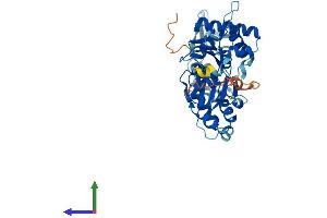 AlphaFold protein structure predicition of Human Recombinant ACTR10 Protein, UniprotID Q9NZ32