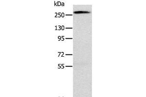 Western Blot analysis of Huvec cell using TLN1 Polyclonal Antibody at dilution of 1:200 (TLN1 Antikörper)