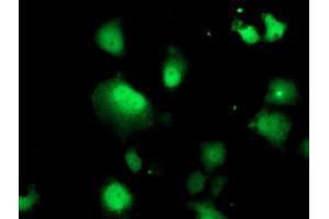 Anti-DTYMK mouse monoclonal antibody (ABIN2454999) immunofluorescent staining of COS7 cells transiently transfected by pCMV6-ENTRY DTYMK (RC201228). (DTYMK Antikörper)