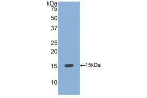 Western blot analysis of recombinant Human BMP4. (BMP4 Antikörper  (AA 293-408))